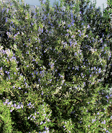 rosemary everyday.png